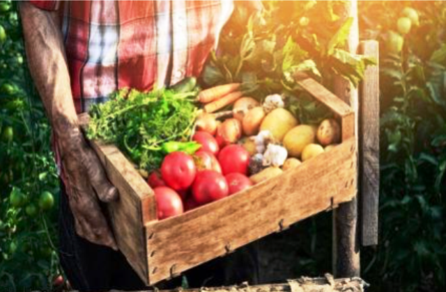 Regione Siciliana. Agricoltura, migliaia di istanze per le sottomisure del Piano di sviluppo rurale